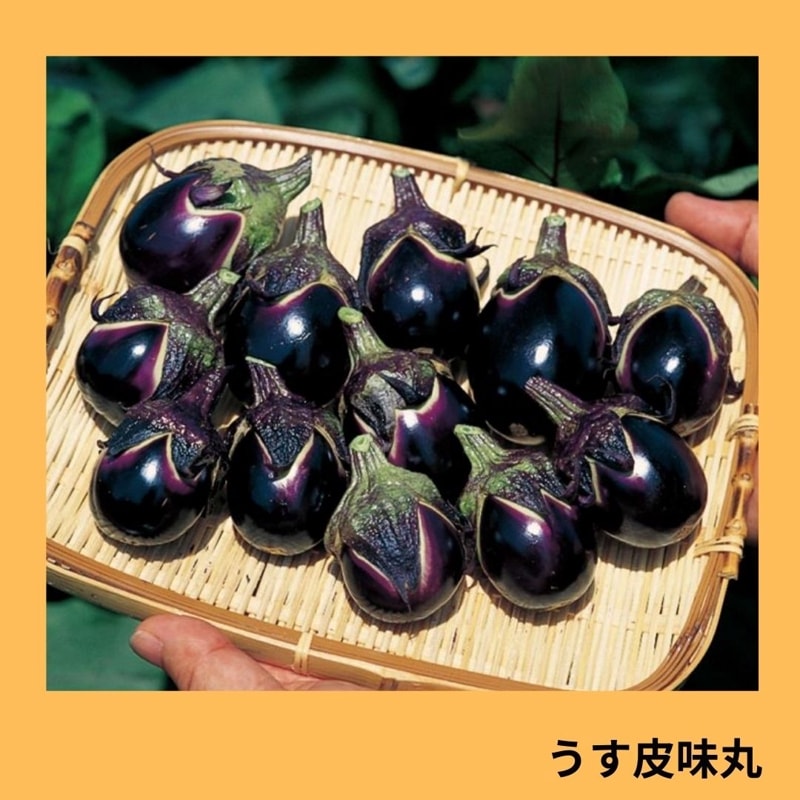 うす皮味丸(サカタのタネ) | 野菜の種,果菜,ナス | アグリブック