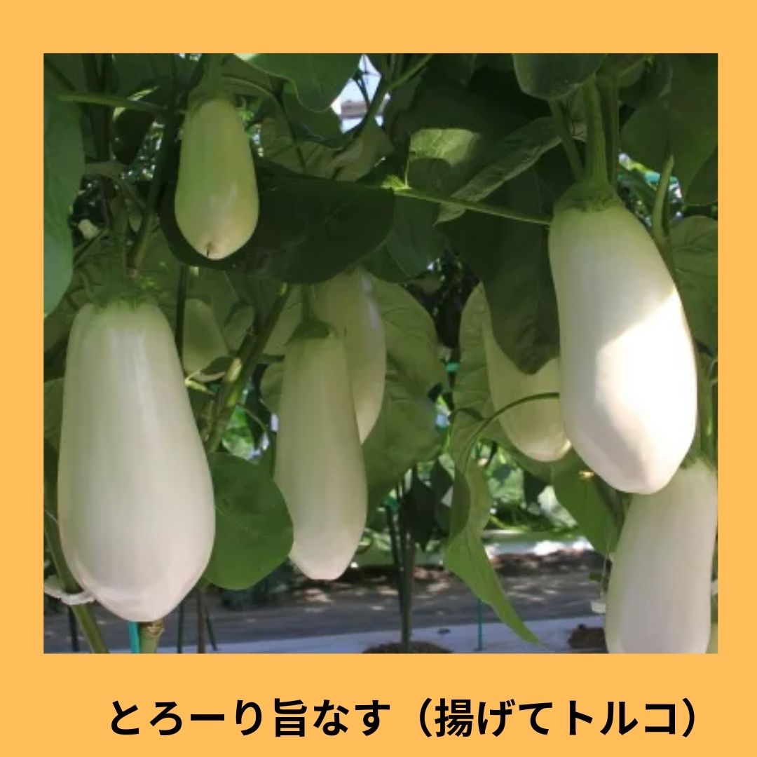 ぶるかわ様 コメント返信用 白茄子 白ナス 揚げてトルコ とろ〜り旨