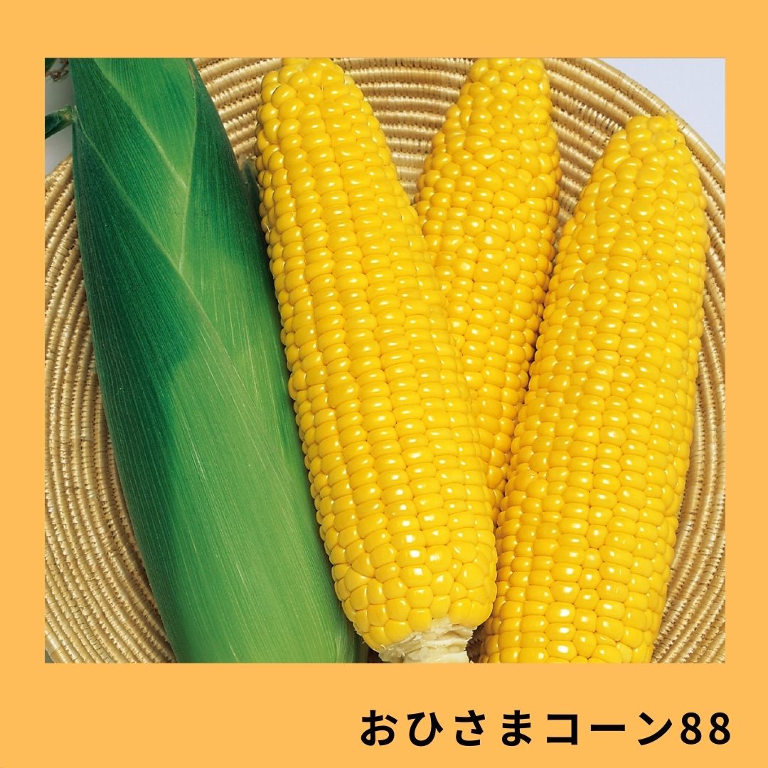 タキイ種苗 おひさまコーン 2000粒入(3袋) タキイ種苗 おひさまコーン 2000粒入(3袋) 野菜の種/種子 おひさま