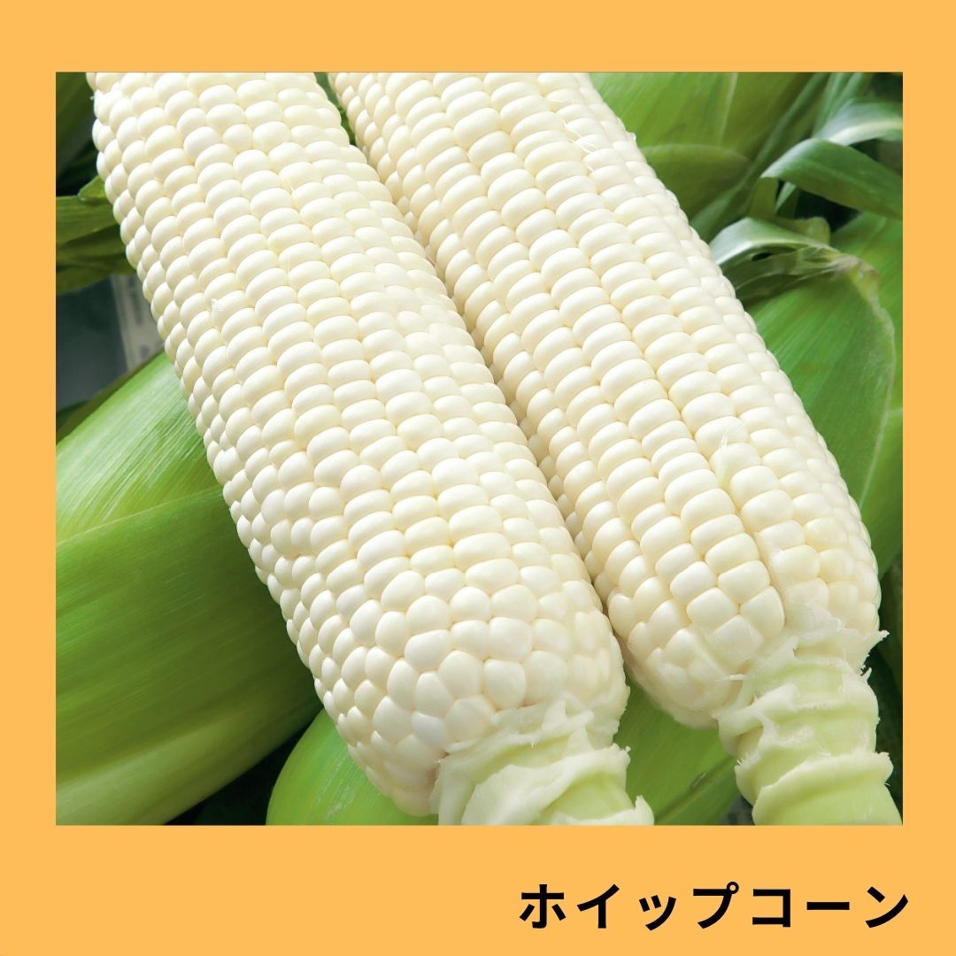 ホイップコーン（タキイ種苗） | 野菜の種,豆・トウモロコシ