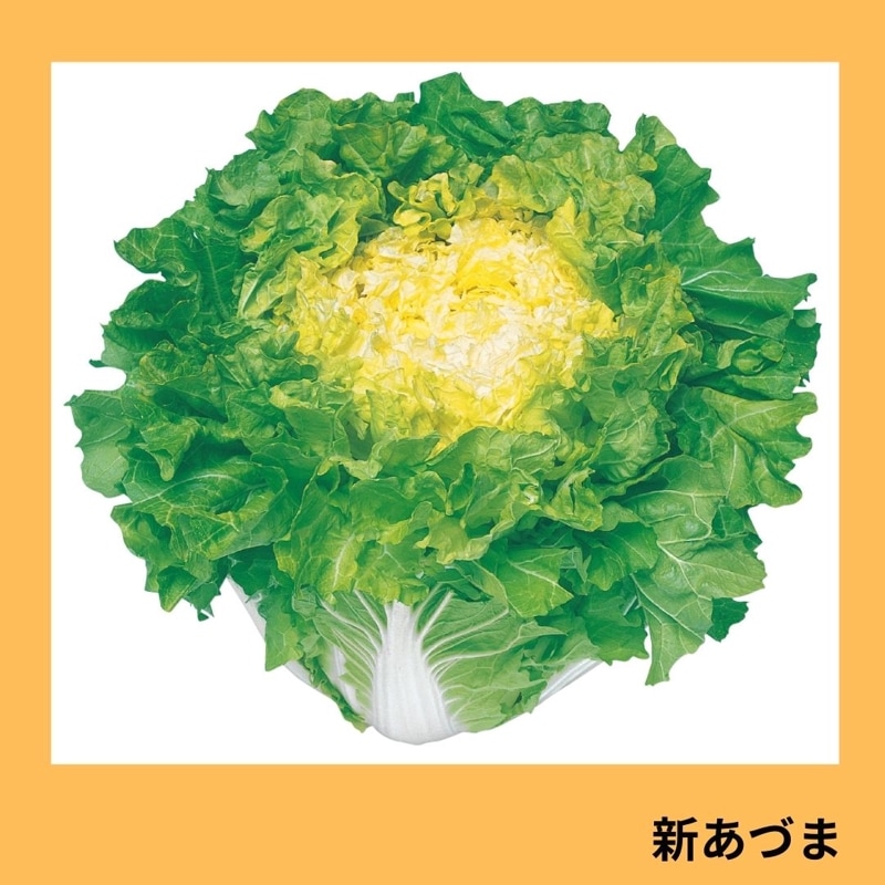 �����Ťޡʥ��������ġ�