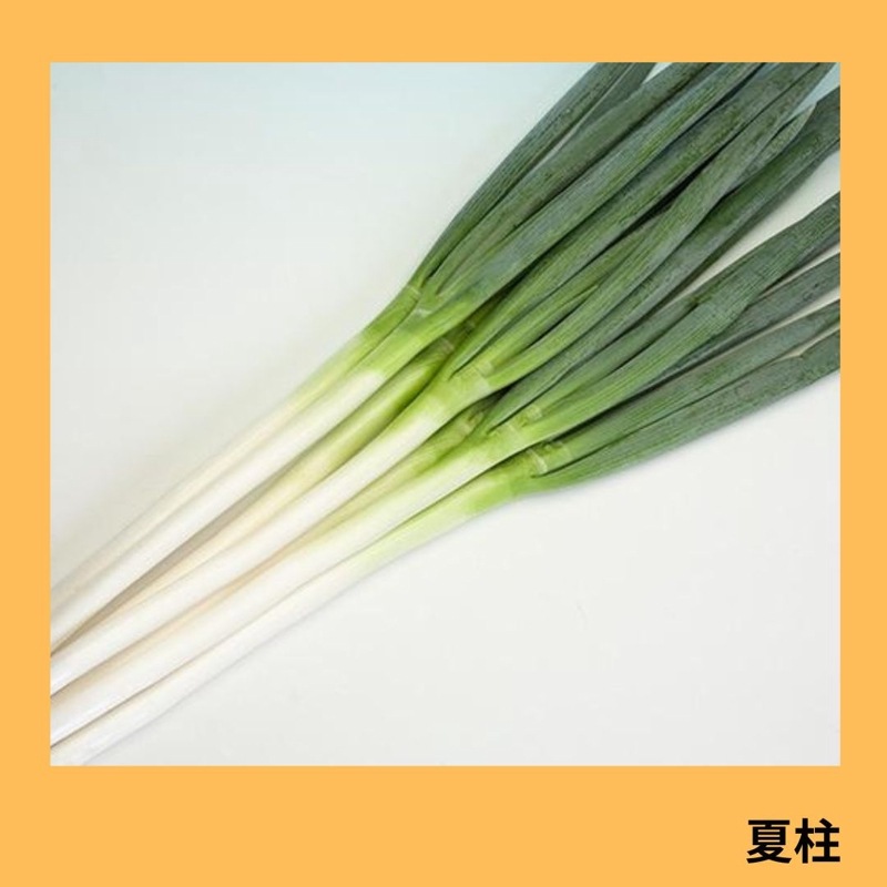 夏柱（MKS-N43）（ヴィルモランみかど） | 野菜の種,葉菜,ネギ