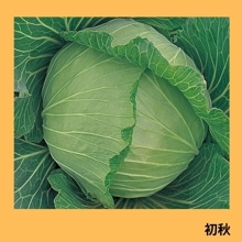 �齩�ʥ��������ġ�