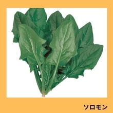 �������ʥ������Υ��͡�