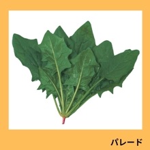 �ѥ졼�ɡʥ������Υ��͡�