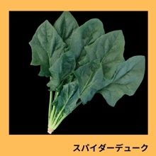 ���ѥ������ǥ塼���ʥȥ������ġ�