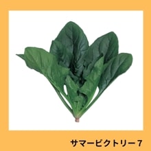 ���ޡ��ӥ��ȥ꡼�������պμ���