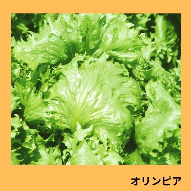 �����ԥ��ʥ��������ߤ��ɡ�