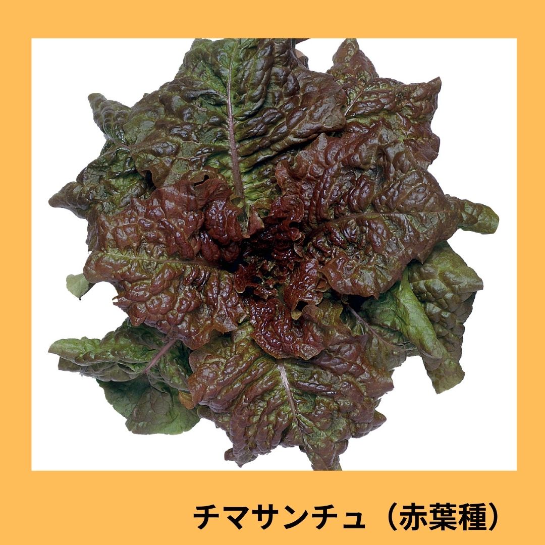 チマサンチュ(赤葉種)(タキイ種苗)* | 野菜の種,葉菜,玉レタス | アグリブック
