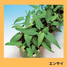 ���󥵥��ʥ��������ġˡ�