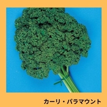 �����ꡦ�ѥ�ޥ���ȡʥ��������ġˡ�