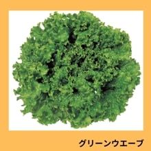 ���꡼�󥦥����֡ʥ��������ġ�