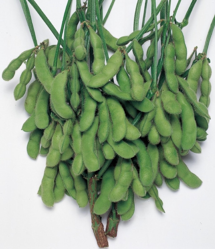 �ӥ��ե��ɡʥ��������ġ�