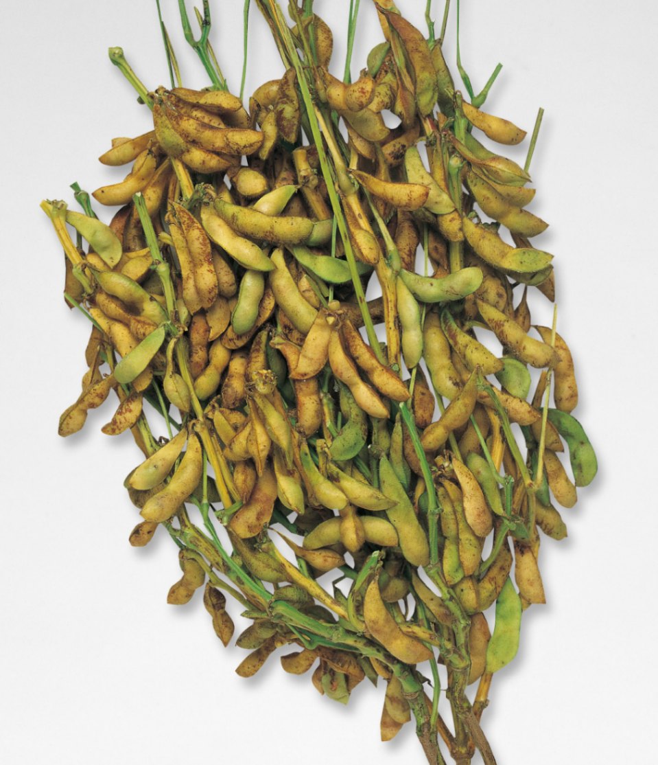 丹波黒大粒大豆（タキイ種苗） | 野菜の種,豆・トウモロコシ,エダマメ