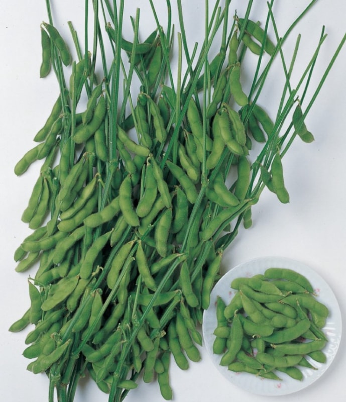 �ٵ��ʥ��������ġˡ�