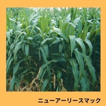 ˥塼꡼ޥå