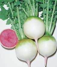ĹĴݹȿʥġˡ