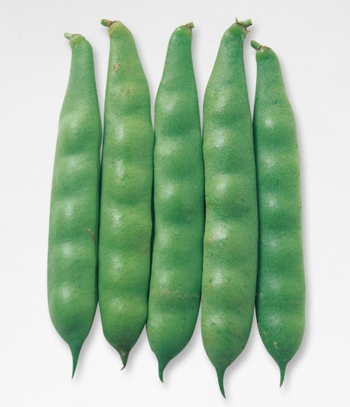 �ܶ���ʥ��������ġ�