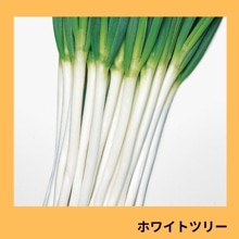 �ۥ磻�ȥĥ꡼�ʥ��������ġ�