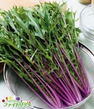 ��ˡ�աʥ��������ġ�