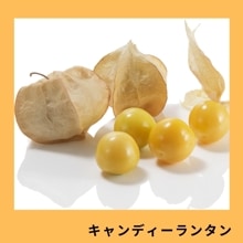 �����ǥ�����󥿥����������ˡ�