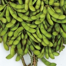 ���������ʥ������Υ��͡�