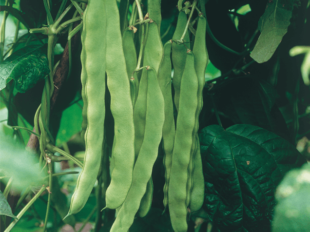 ��ʿ����¢����ı��