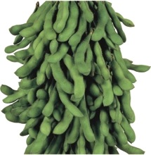 ����ॹ���������ġ�