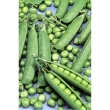 �Ĥ�ʤ� �ϥ����ʾ��ʼ��ġ�