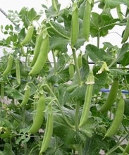 �ե롼�ĥ��ʥå� ��ɱ�ʾ��ʼ��ġ�