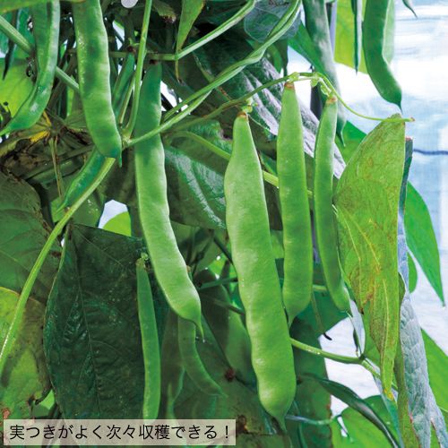 �Ĥ뤢�ꡦ����å��ʥ��������ġ�