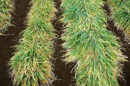 �ޥ���८ �磻��