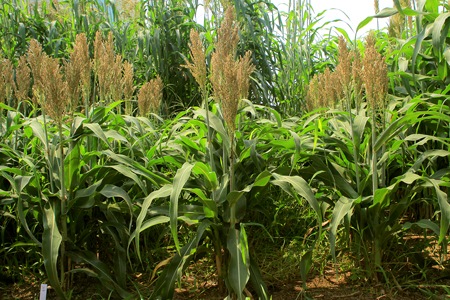 �ߥ˥��르��