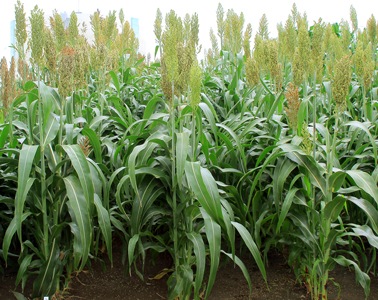 TDN���르��