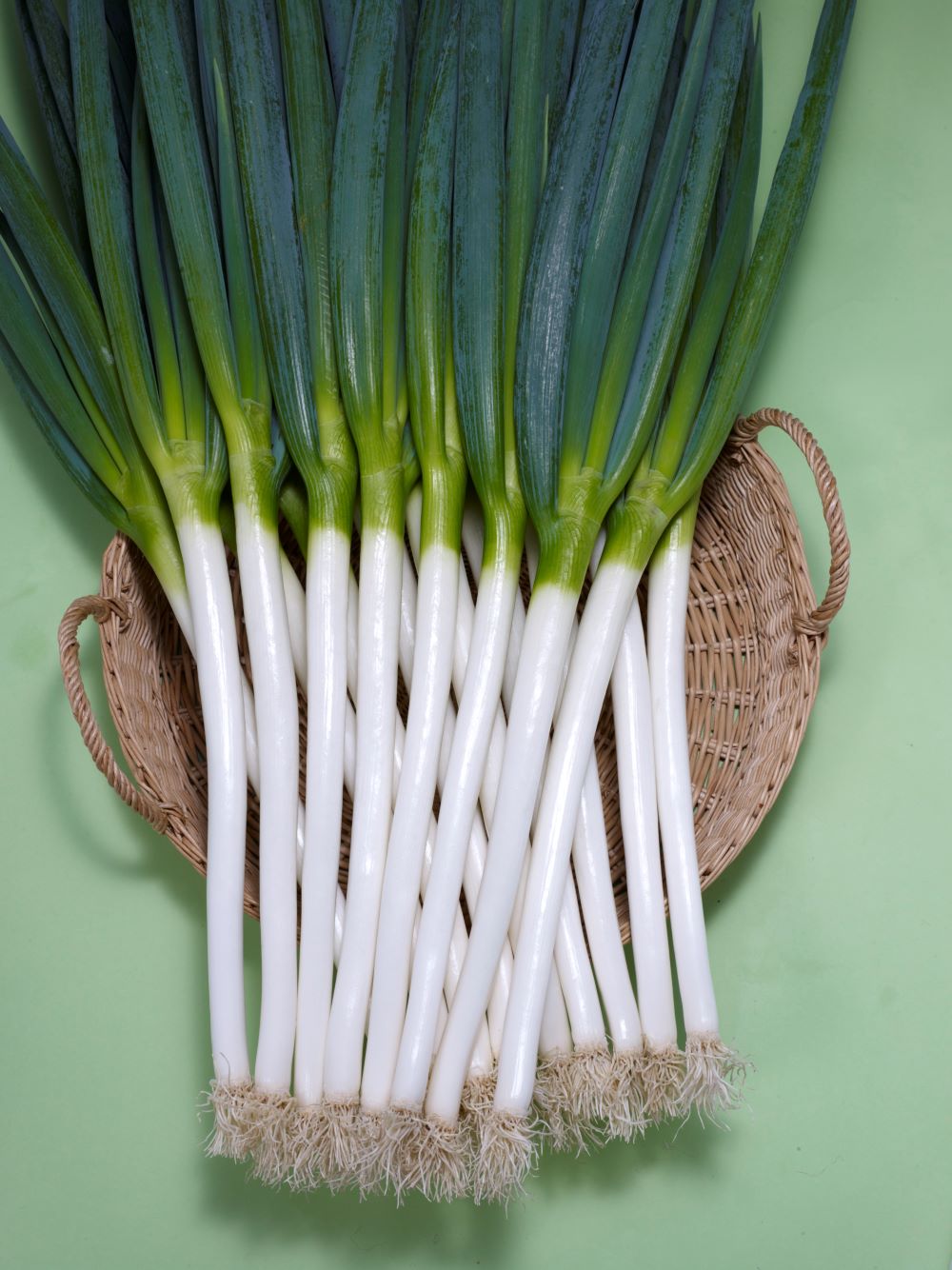 項羽一本太　白ネギ　25000粒 項羽一本太 白ネギ 25000粒 羽生一本太（トーホク） | 野菜の