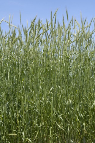 �ҡ��������ʥ������顼��