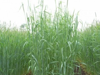 �ҡ��������ʥ������顼��