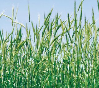 �ҡ��������ʥ������顼��