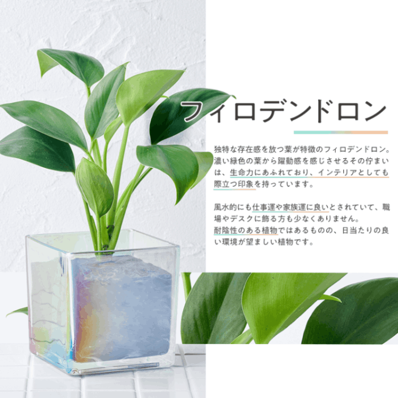 追加商品画像
