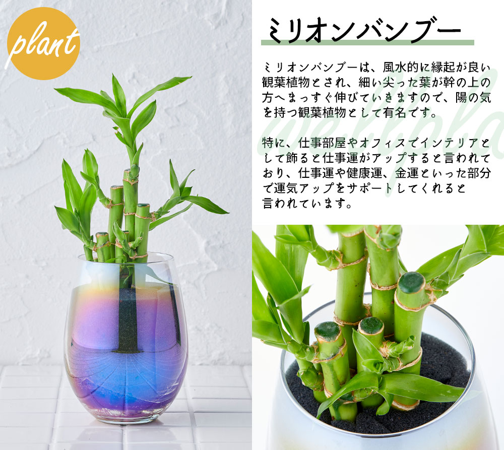 well plants ミリオンバンブー カップオーロラグラス | 花・観葉植物