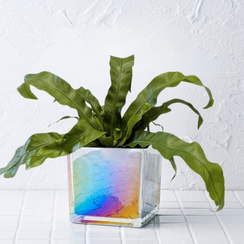 well plants アスプレニウム キューブオーロラグラス