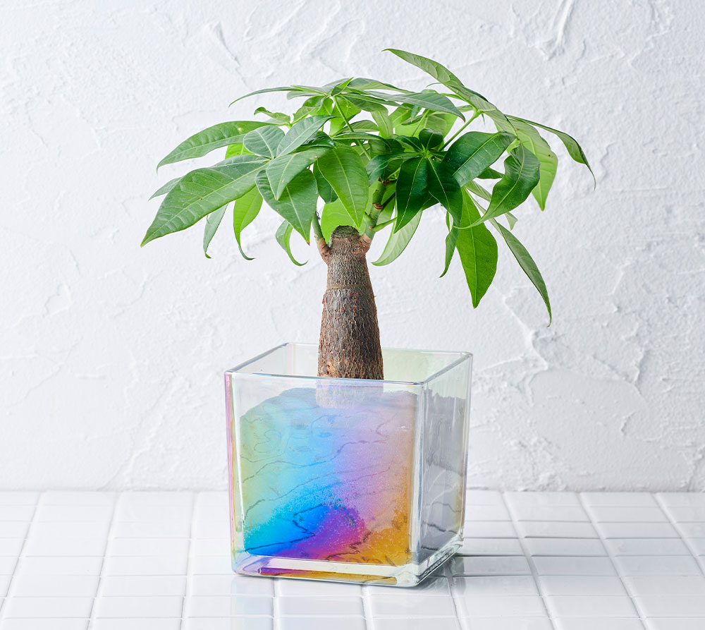 well plants アスプレニウム キューブオーロラグラス