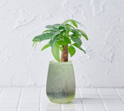 【引取限定】パキラ 観葉植物 観葉植物の販売・ギフトならフラワーコーポレーション / 【送料