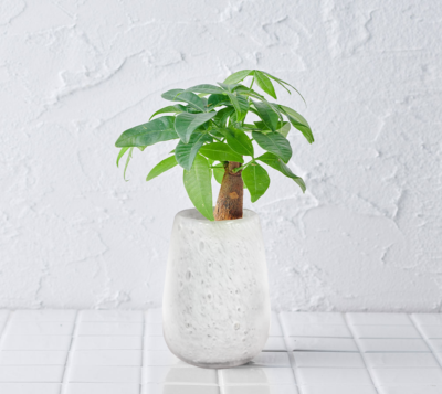 well plants パキラ ティアドロップグラス ホワイト