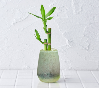 well plants ミリオンバンブー ティアドロップグラス グリーン