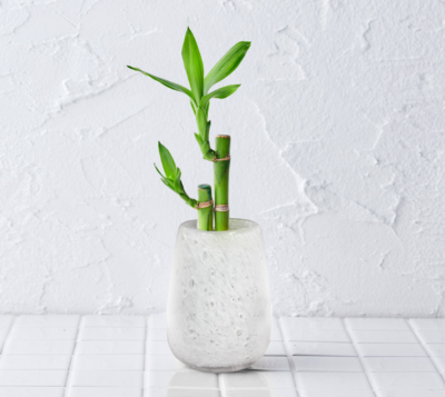 well plants ミリオンバンブー ティアドロップグラス ホワイト