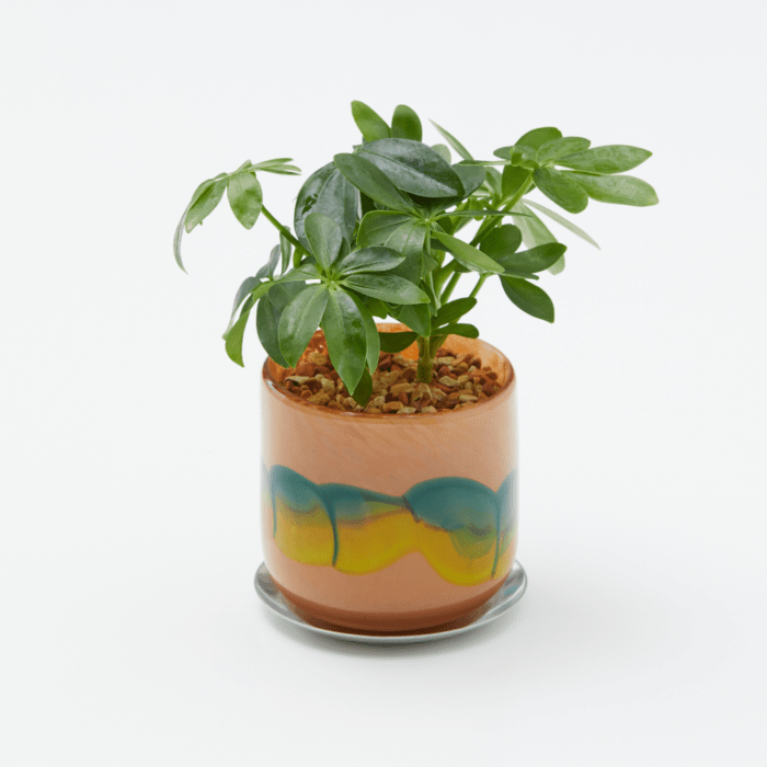 well plants ゼオライト シェフレラ ガラスアールモカ(穴あき鉢／受皿付き)