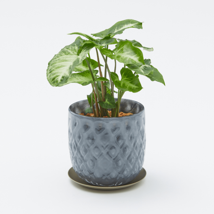 well plants ゼオライト シンゴニウム ガラスアールグレイ(穴あき鉢／受皿付き)