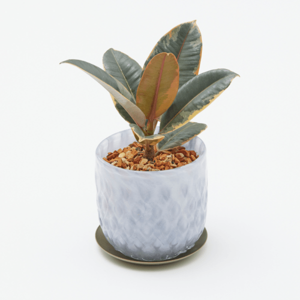 well plants ゼオライト フィカス・ルビー ガラスアールホワイト(穴あき鉢／受皿付き)