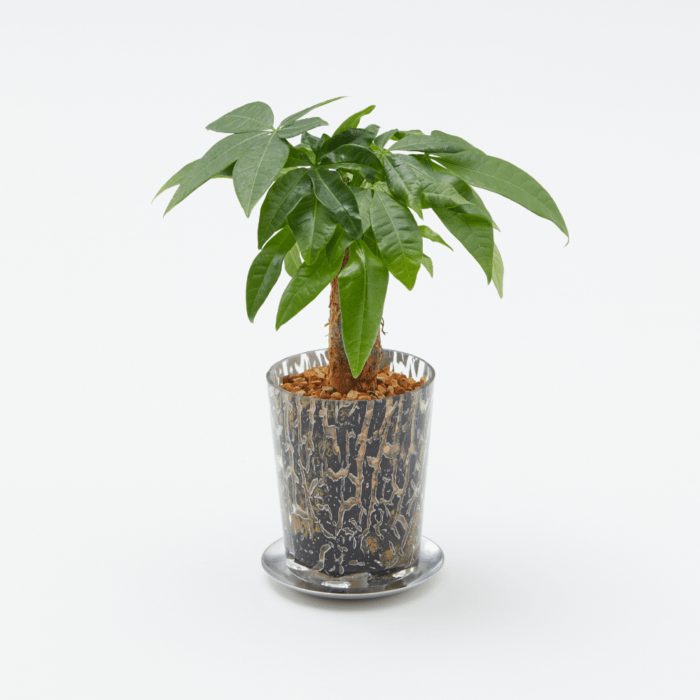 花・観葉植物,観葉植物,パキラ | welzo STORE